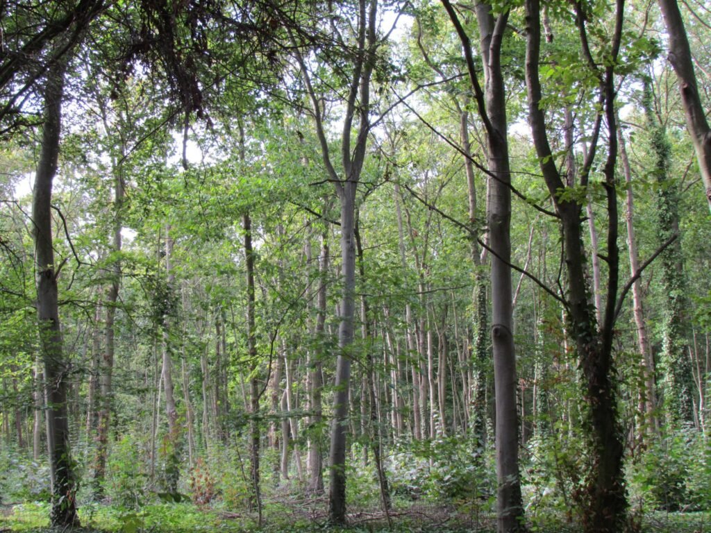 El bosque