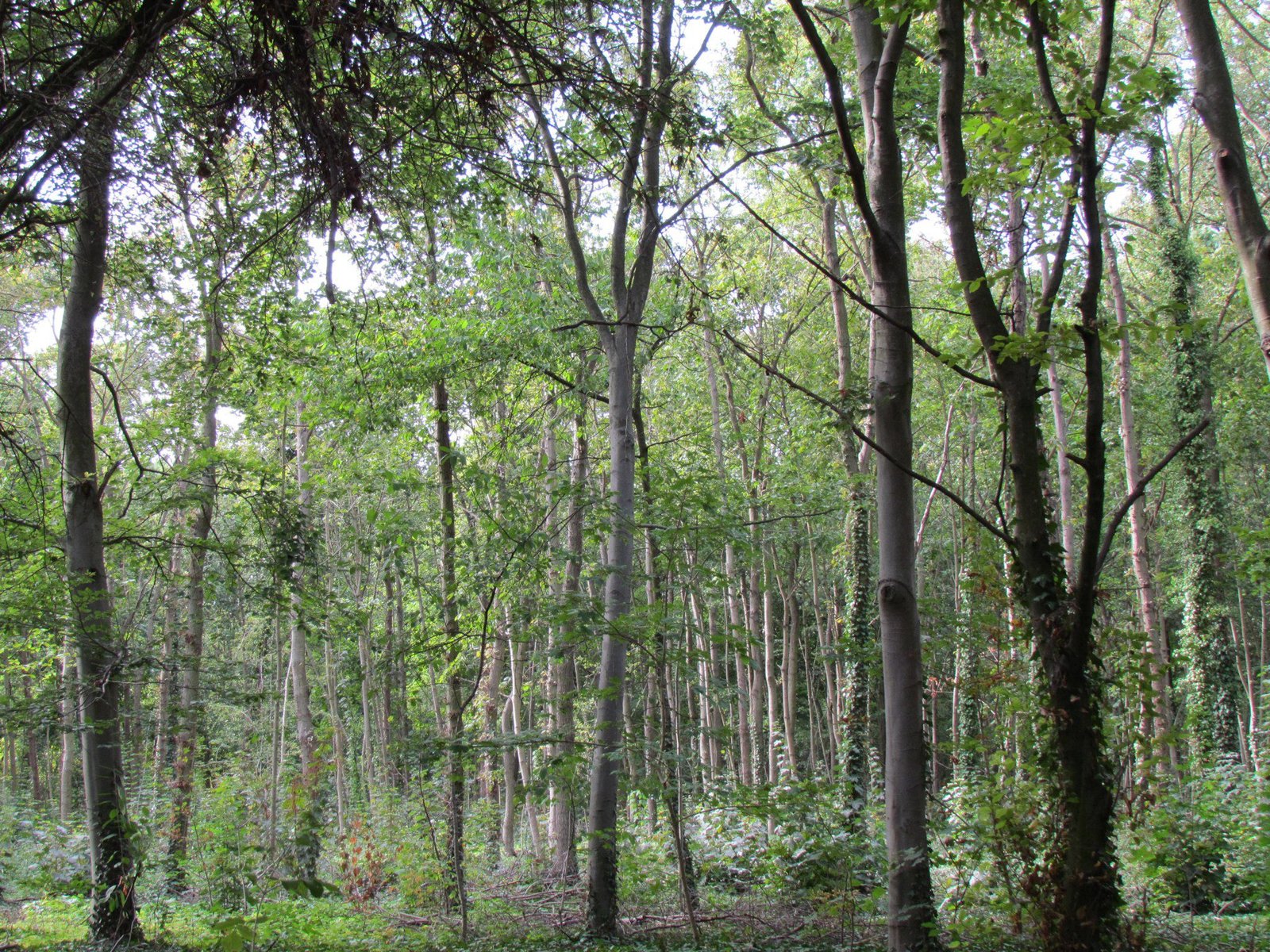 El bosque
