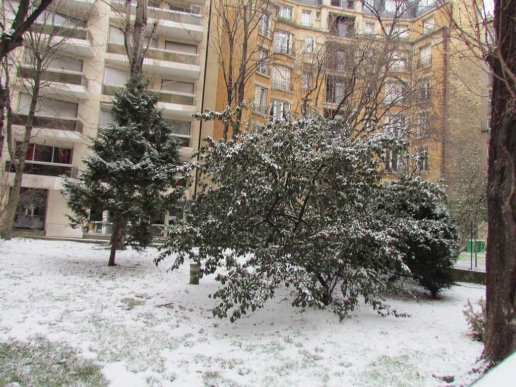 Jardin nevado