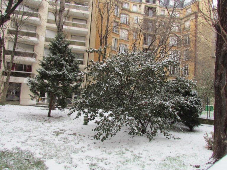 Jardin nevado