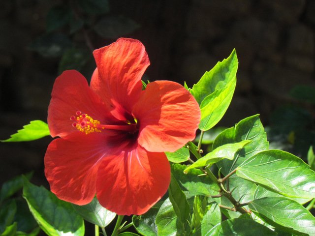 Flower